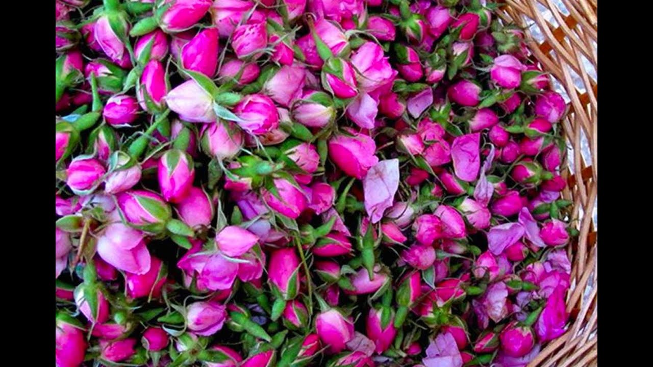 تصویر 2 از غنچه گل محمدی صادراتی درجه یک
